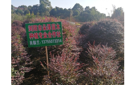 湖南华苑苗木基地实拍4