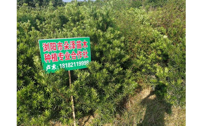 造型罗汉松基地